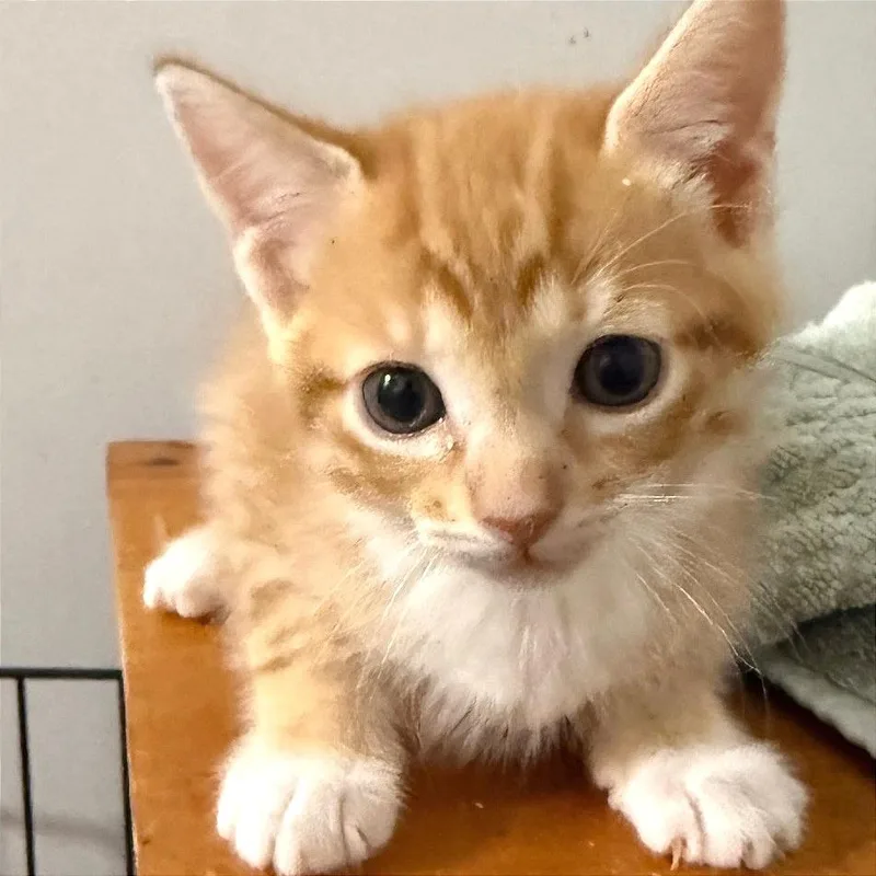 Custard thumbnail 6
