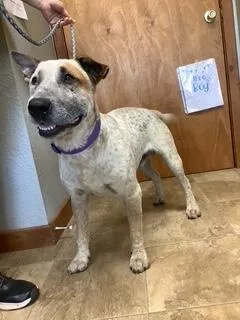An adult large-sized male Australian Cattle Dog / Blue Heeler dog named Newt for adoption in Welling, OK