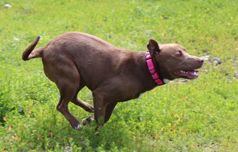 Willow thumbnail 4