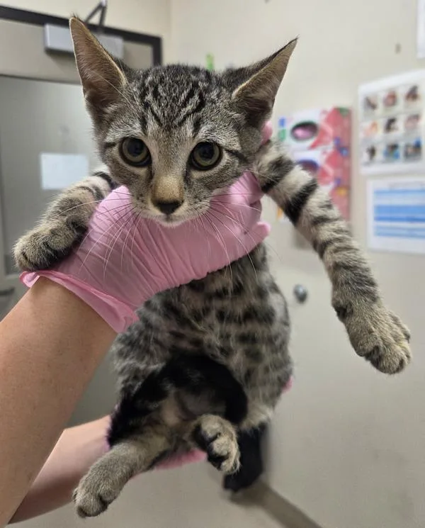 A baby small-sized male Domestic Short Hair cat named Reed Richards for adoption in El Cajon, CA
