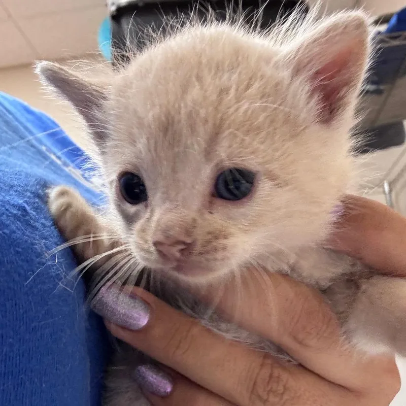A baby small-sized female Brown / Chocolate Domestic Short Hair cat named Chickadee for adoption in Santa Barbara, CA