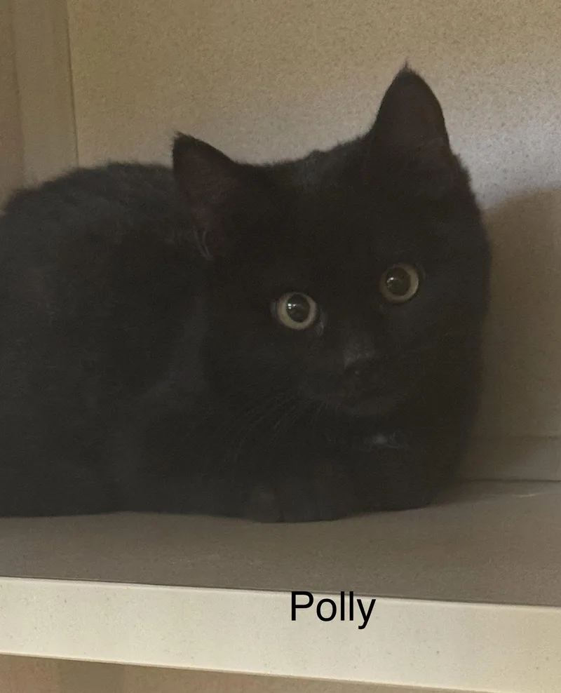Polly