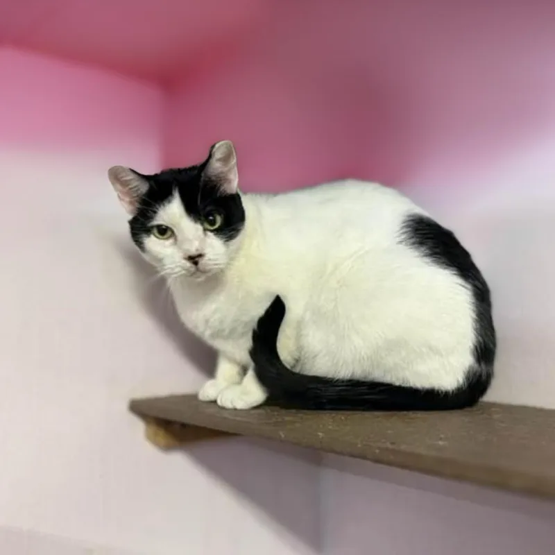 Milo Aka Milos thumbnail 2