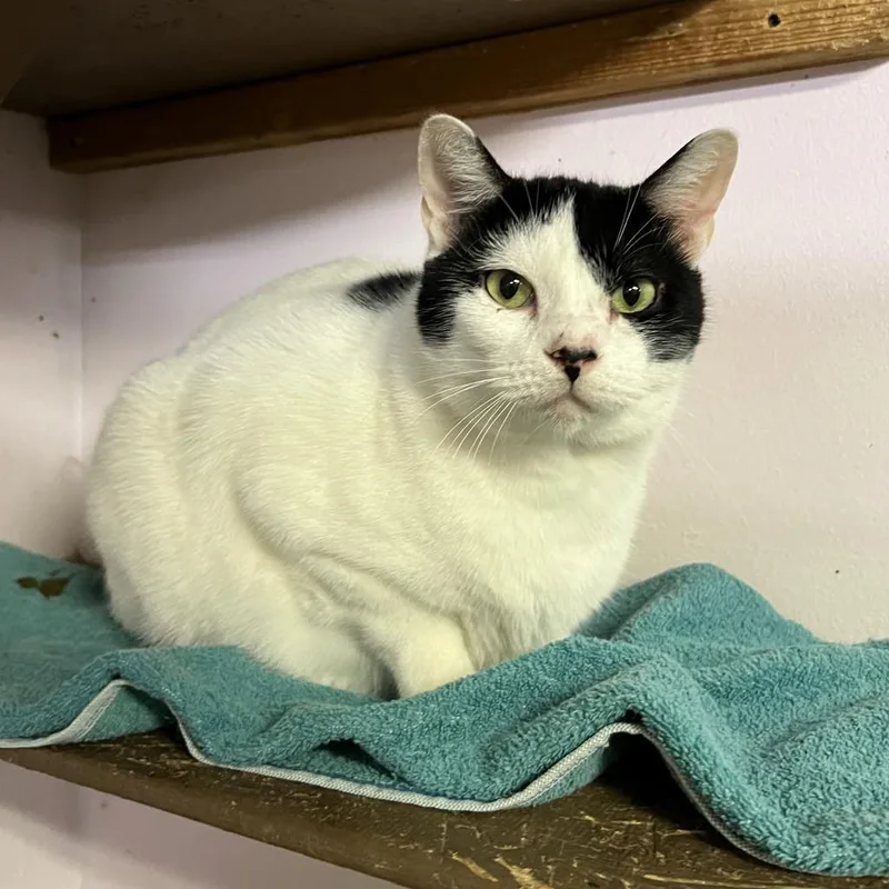 Milo Aka Milos thumbnail 4