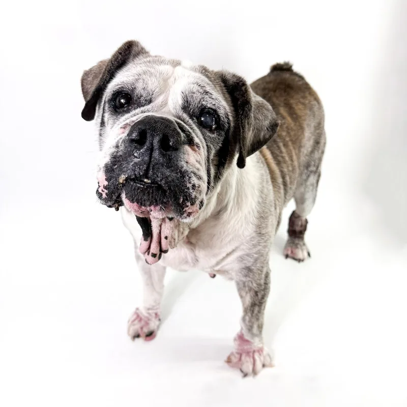 An adult medium-sized female White / Cream English Bulldog dog named Junie for adoption in Scottsdale, AZ