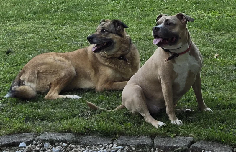 An adult large-sized female Anatolian Shepherd dog named Freya and Luna for adoption in Amherst, MA