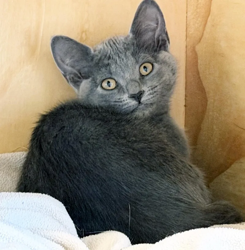 A baby medium-sized female Gray / Blue / Silver Domestic Short Hair cat named Gretl for adoption in San Clemente, CA