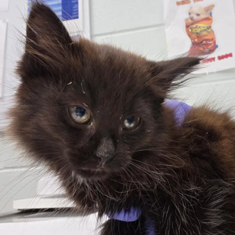 A baby small-sized female Black Domestic Long Hair cat named Chalk for adoption in Chattanooga, TN