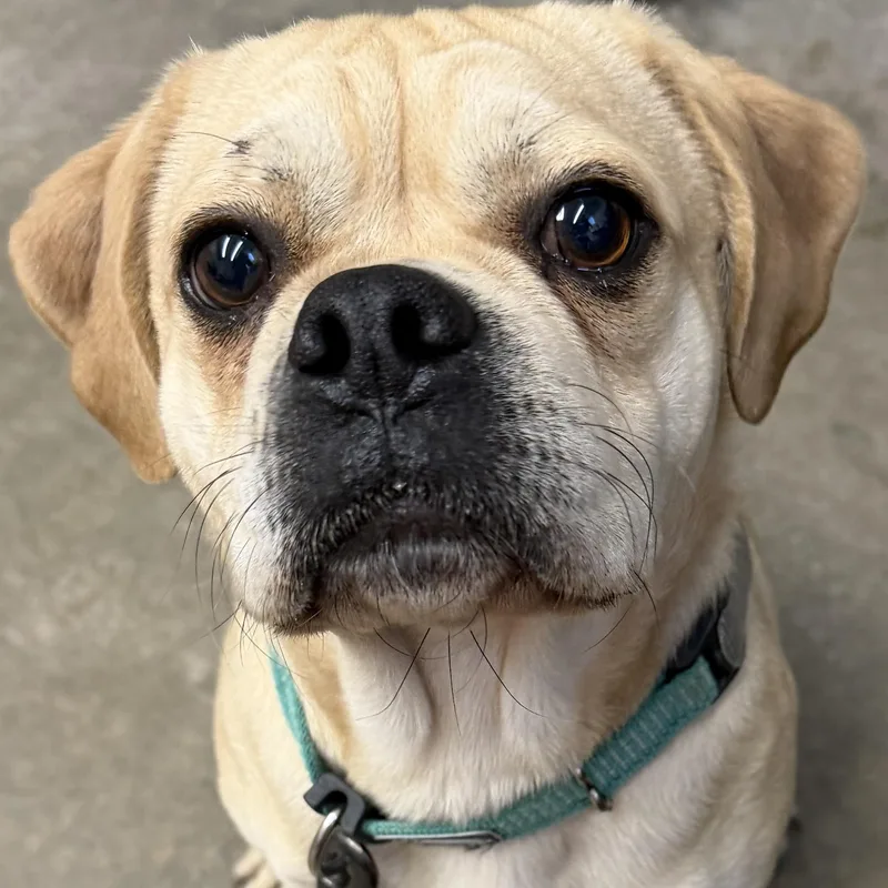 An adult small-sized male Apricot / Beige Puggle dog named Ollie for adoption in Rapid City, SD