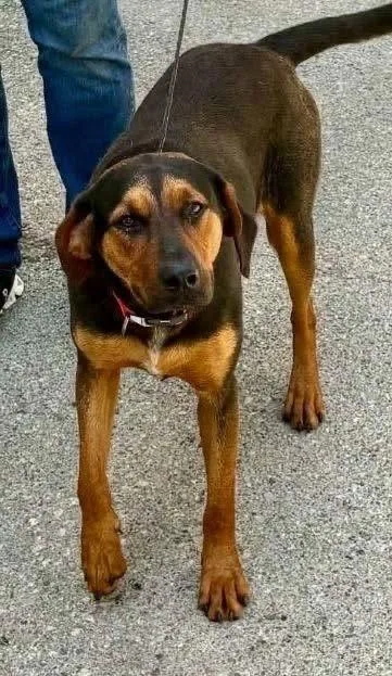 A young medium-sized female Hound dog named Nala Nilla for adoption in Waunakee, WI