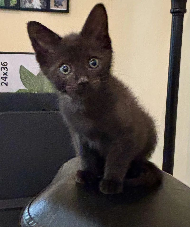 A baby medium-sized male Black Domestic Short Hair cat named Yoru for adoption in Trenton, NJ