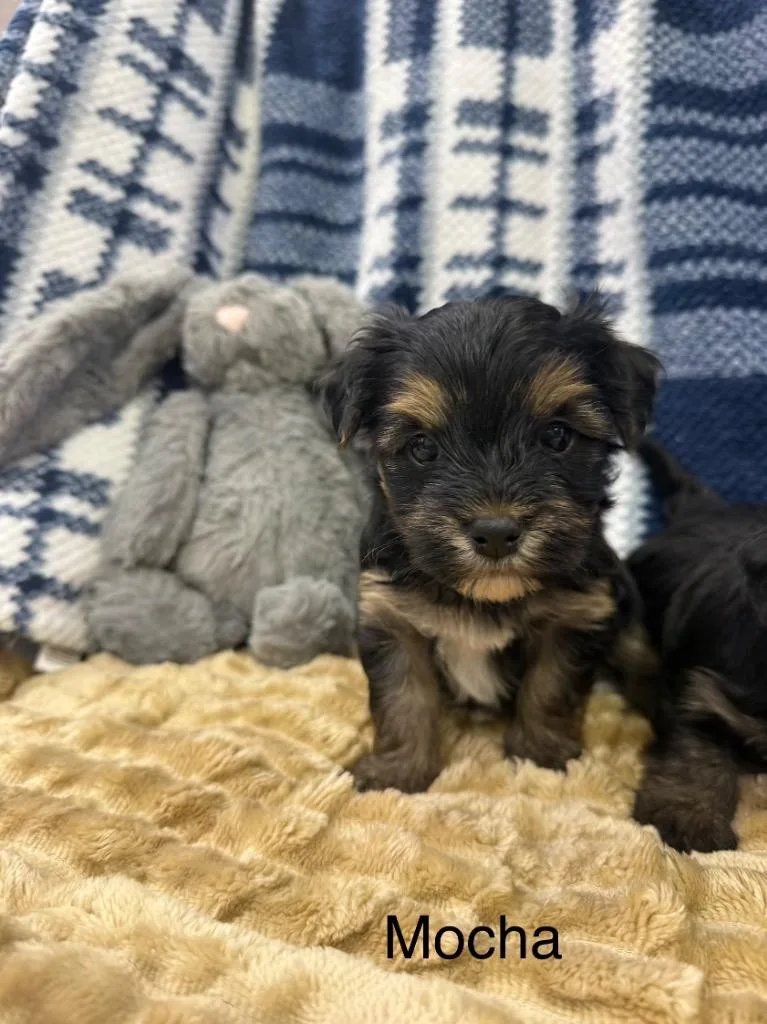 A baby medium-sized male Mixed Breed dog named Mocha for adoption in Archbold , OH