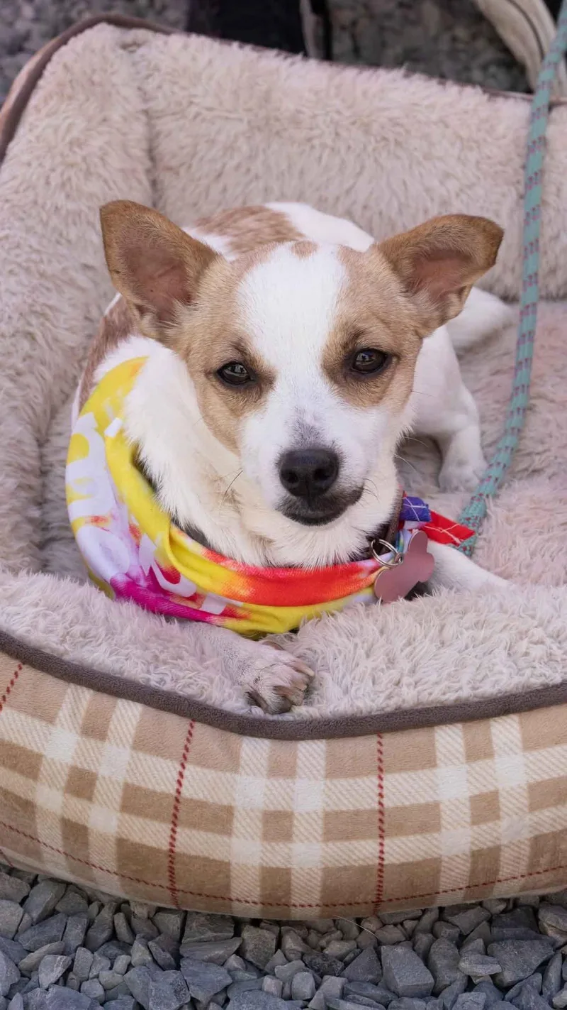 An adult small-sized female Chihuahua dog named Lemon for adoption in Bothell, WA