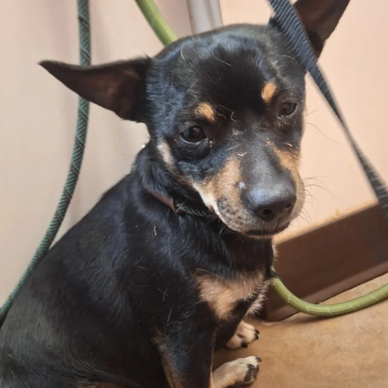 An adult small-sized male Black Chihuahua dog named Happy for adoption in Flagstaff, AZ