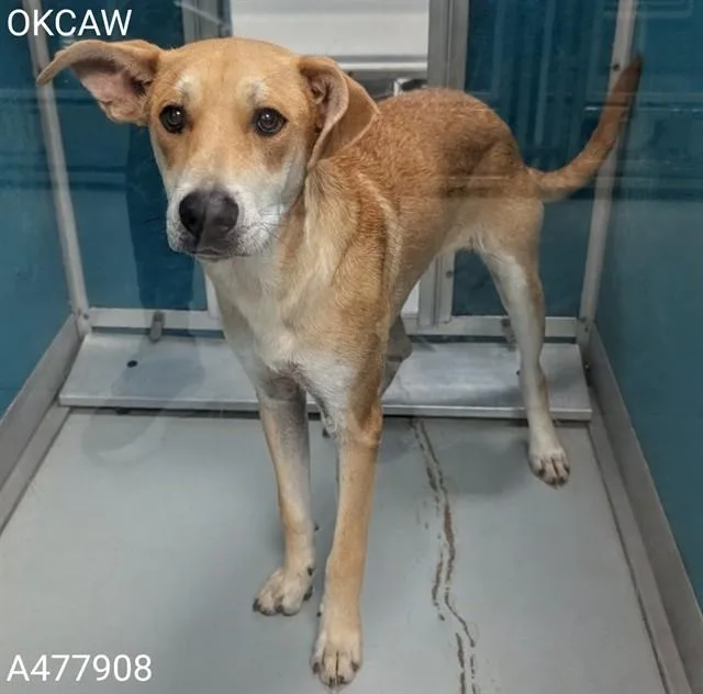 A young large-sized male Carolina Dog dog named Carson for adoption in Oklahoma City, OK