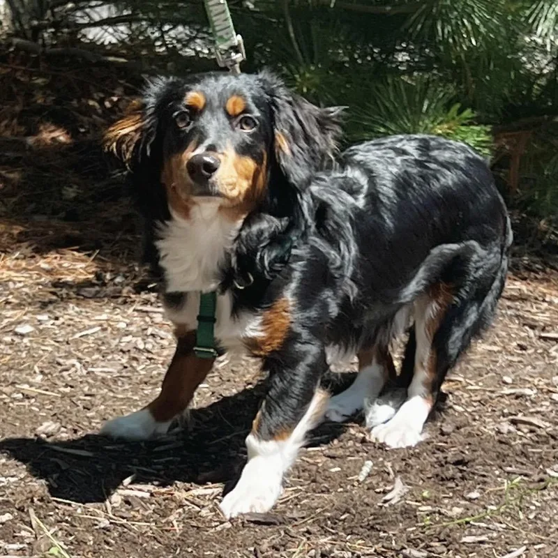 A young small-sized female Black Australian Shepherd dog named Pearson for adoption in East Hampton, NY