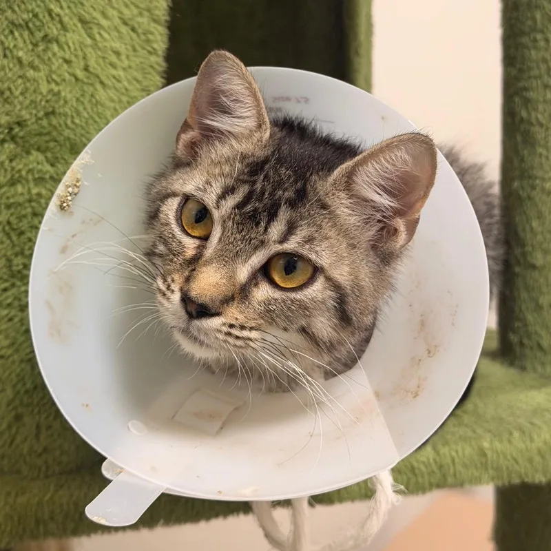 A baby small-sized female Domestic Short Hair cat named Lilo for adoption in Gainesville, FL