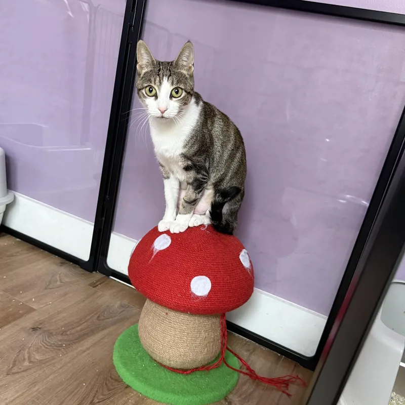 A young medium-sized female Tabby (Gray / Blue / Silver) Domestic Short Hair cat named Miss Piggy for adoption in Albany, NY