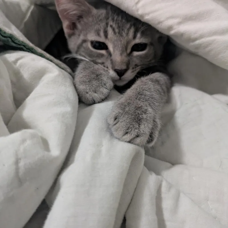 A baby small-sized male Gray / Blue / Silver Domestic Short Hair cat named Empanada for adoption in Chicago, IL