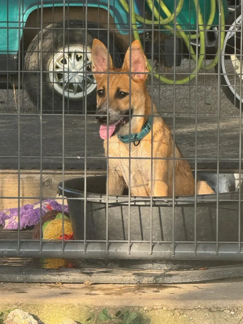 A young medium-sized female Red / Chestnut / Orange Shepherd dog named DARLA Big Ears for adoption in Stephenville, TX
