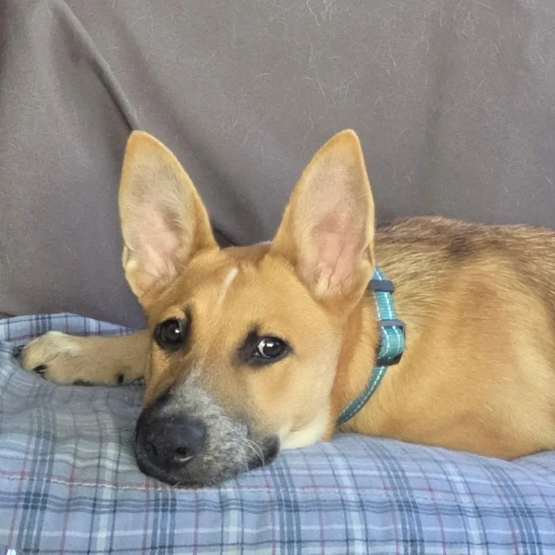 DARLA  Big Ears thumbnail 2