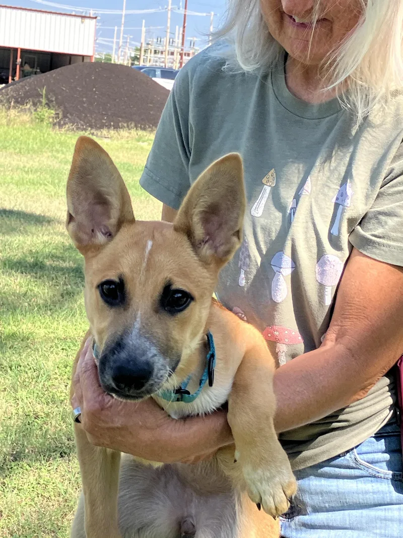 DARLA  Big Ears thumbnail 3