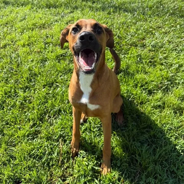 A young large-sized male Golden Mixed Breed dog named Duke for adoption in Wilmington, NC