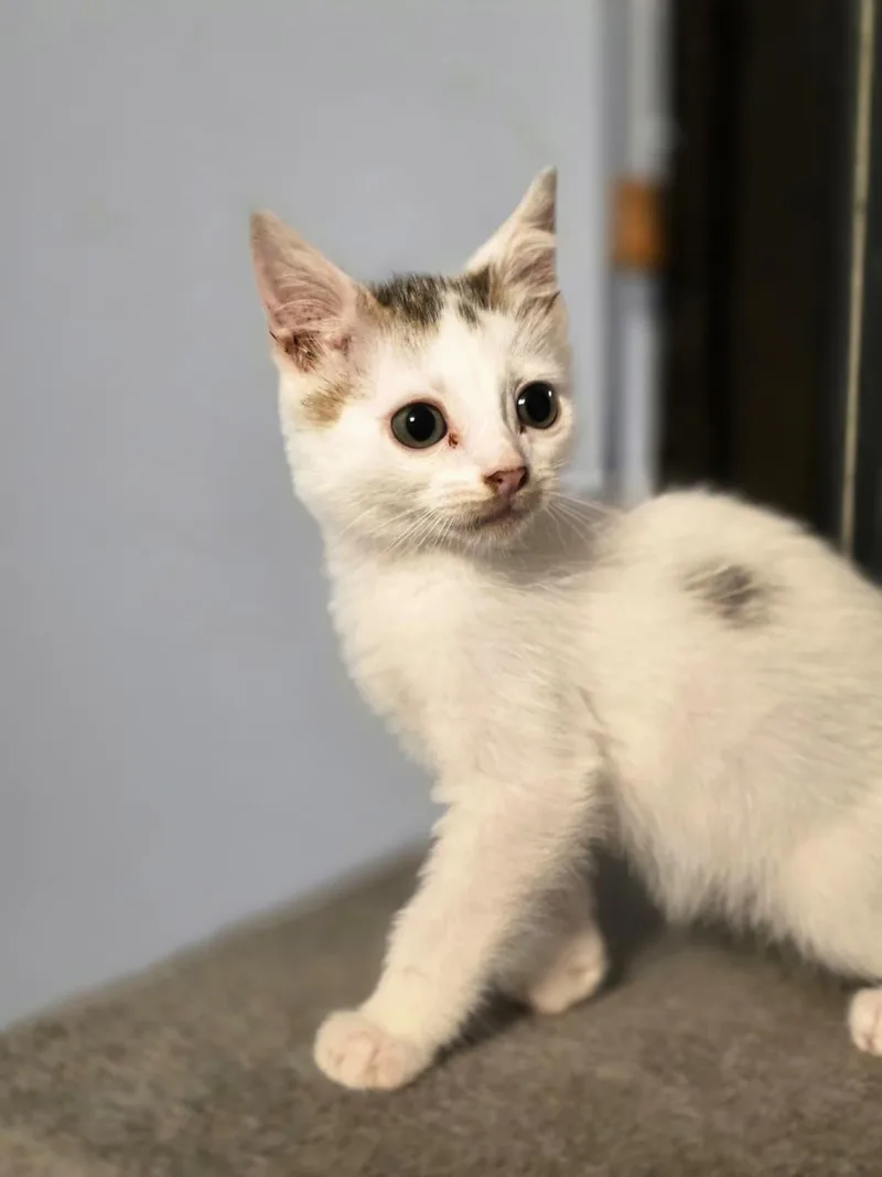 A baby medium-sized male Domestic Medium Hair cat named Marvin for adoption in Chattanooga, TN