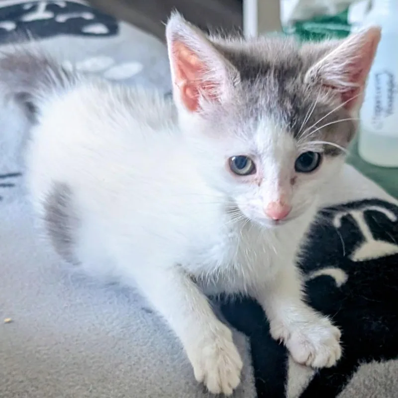 A baby small-sized female White Domestic Short Hair cat named Flurry for adoption in Long Beach, CA