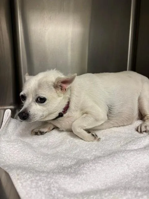 An adult small-sized female Chihuahua dog named Allie for adoption in Houston, TX