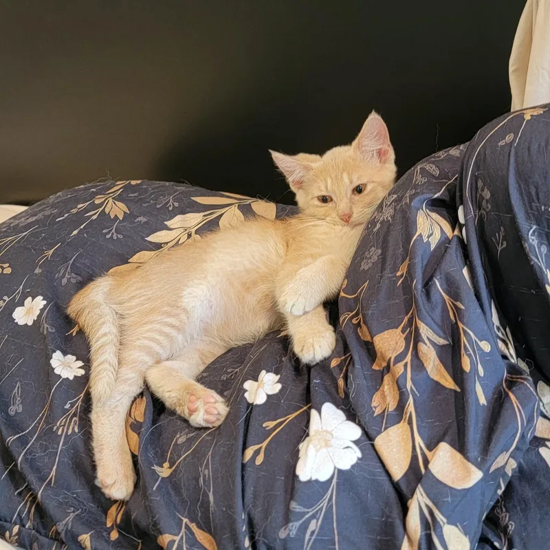A baby medium-sized male Buff / Tan / Fawn Domestic Short Hair cat named Jasper for adoption in Wyandotte, MI