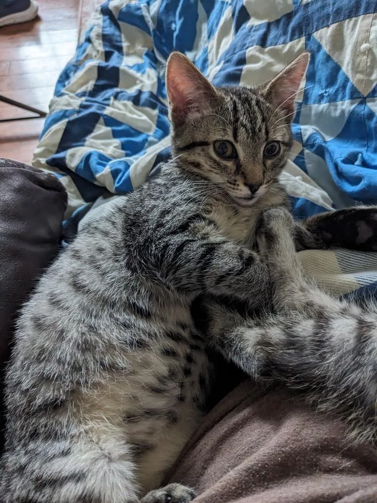 Chicken Noodle thumbnail 2