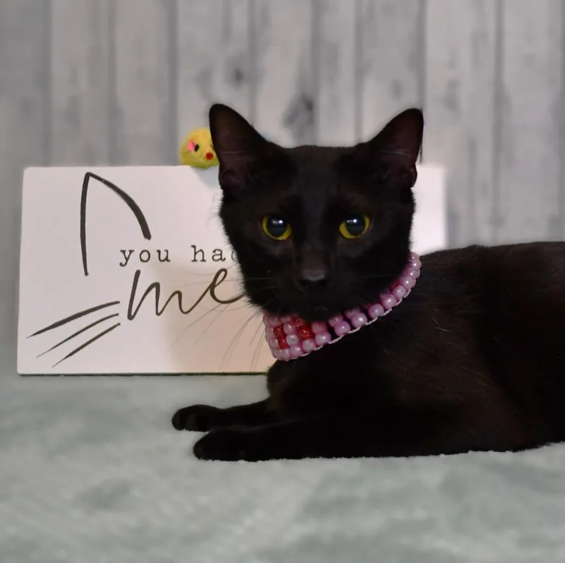 A young medium-sized female Domestic Short Hair cat named Mavis for adoption in Roanoke, TX