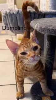 A young small-sized female Domestic Short Hair cat named Dumpling for adoption in Oakland Park, FL