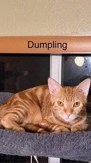 Dumpling thumbnail 3