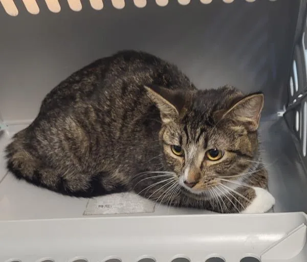 A young small-sized female Domestic Short Hair cat named If for adoption in Lawrenceville, GA