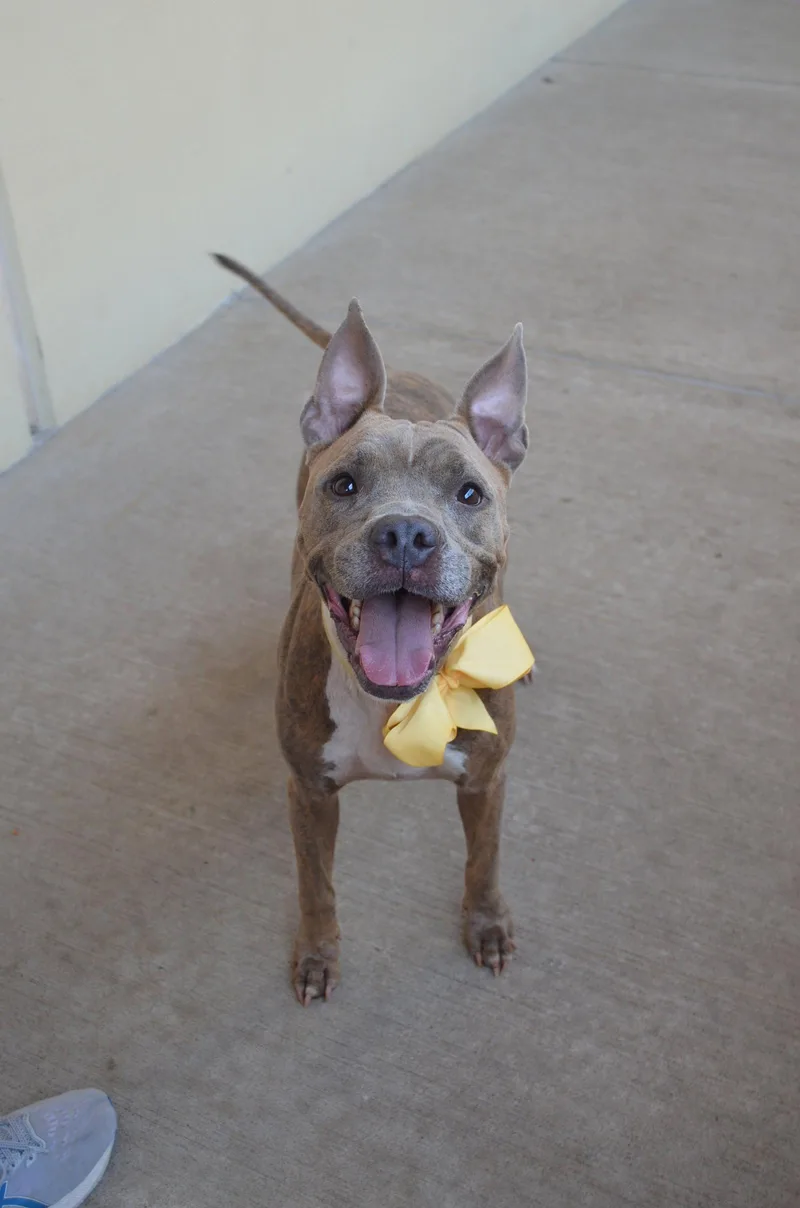 An adult large-sized female Pit Bull Terrier dog named Eevee for adoption in McKinney, TX