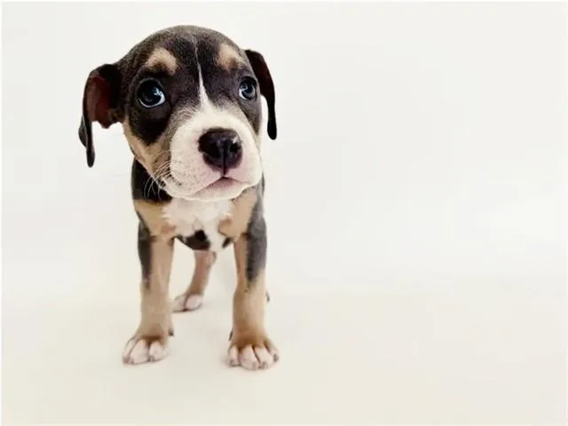 A baby small-sized female Pit Bull Terrier dog named Dutchess for adoption in Saint Louis, MO