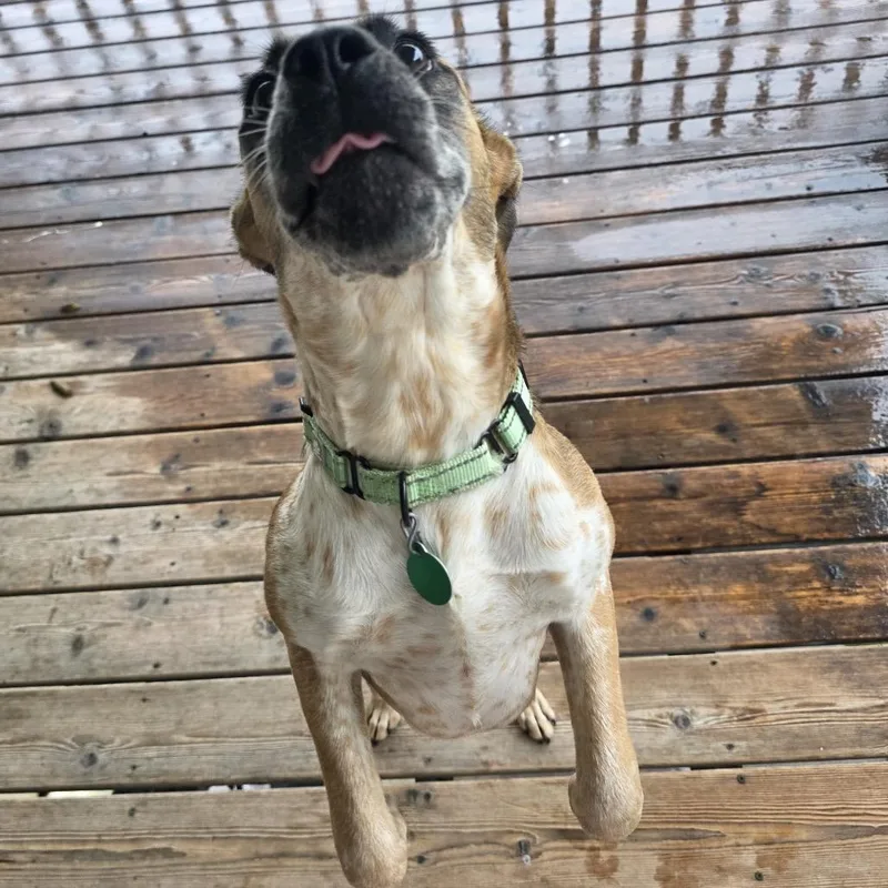 A young medium-sized female Brown / Chocolate Mixed Breed dog named Janey for adoption in Buffalo, MN
