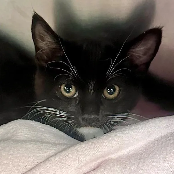 A baby small-sized female Domestic Short Hair cat named Jessie for adoption in Walnut Creek, CA