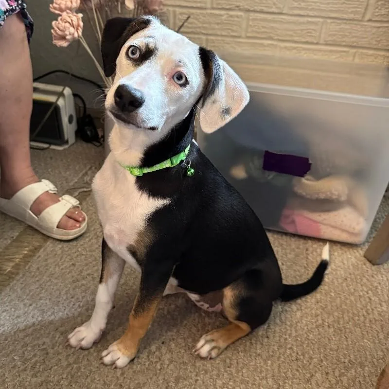 A baby medium-sized female Black Rat Terrier dog named Polly Petunia for adoption in lawton, OK