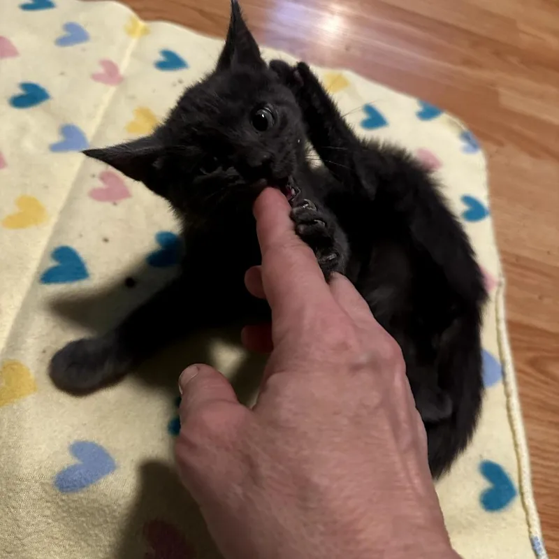 A baby small-sized male Gray / Blue / Silver Domestic Short Hair cat named Whiskers for adoption in San Antonio, TX