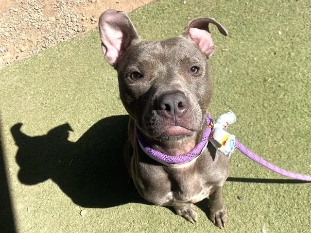An adult large-sized male Pit Bull Terrier dog named Uncle Bob for adoption in Phoenix, AZ