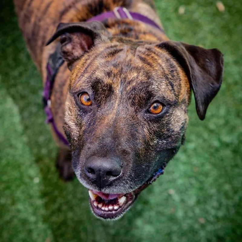 Suki