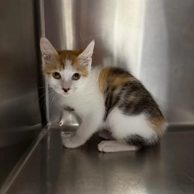 A baby small-sized female Calico Domestic Short Hair cat named Picasso for adoption in Hamilton, GA