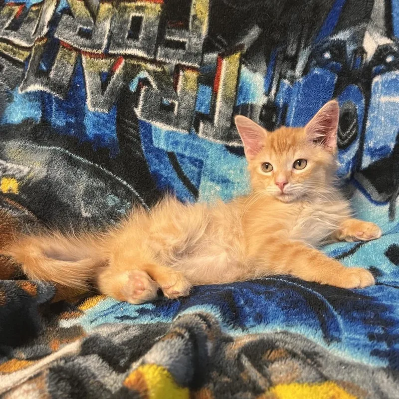 A baby small-sized male Orange / Red Domestic Medium Hair cat named Flame for adoption in Waldorf, MD