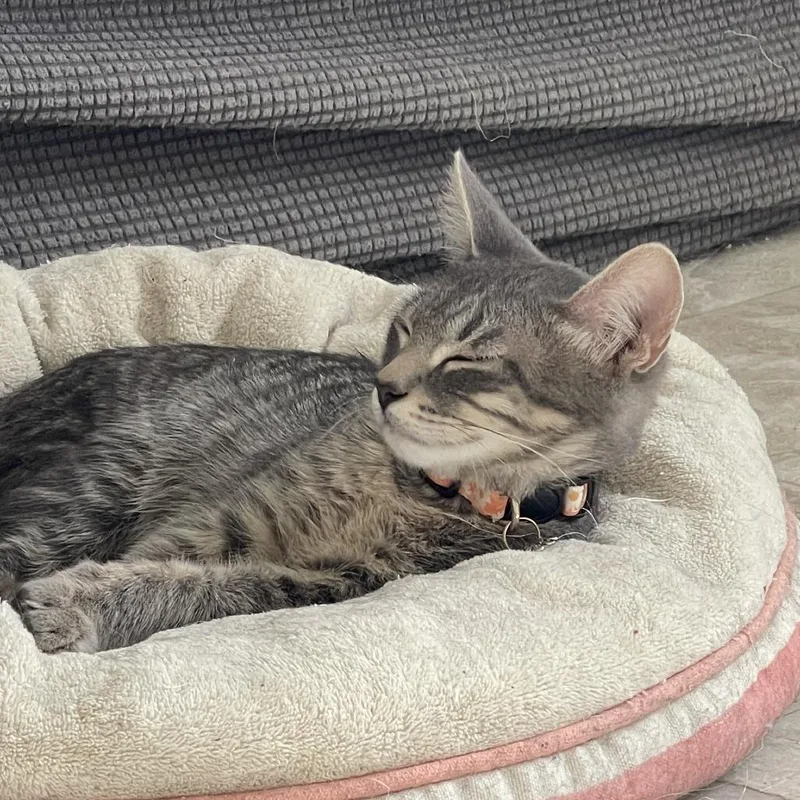 A baby medium-sized male Gray / Blue / Silver Domestic Short Hair cat named Corbin for adoption in Las Vegas, NV