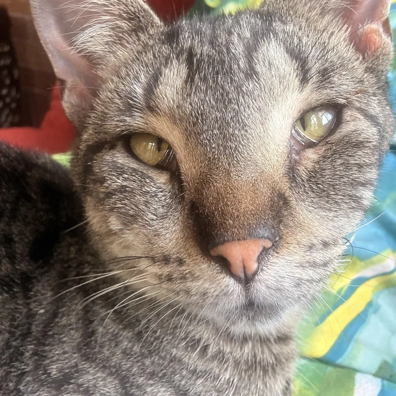 A young medium-sized female Tabby (Brown / Chocolate) Domestic Short Hair cat named Princess for adoption in Milwaukee, WI