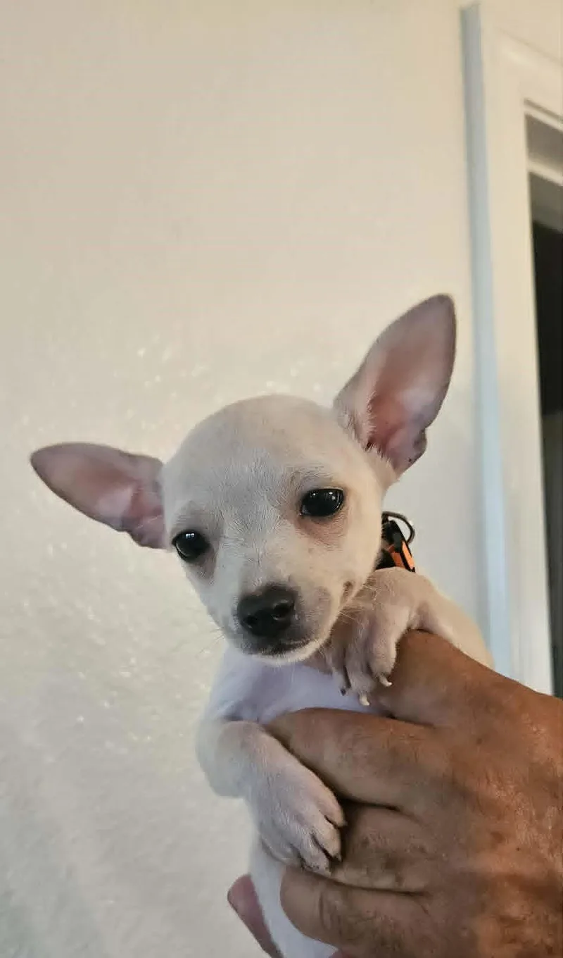 A baby small-sized female Chihuahua dog named Lilly for adoption in Media, PA