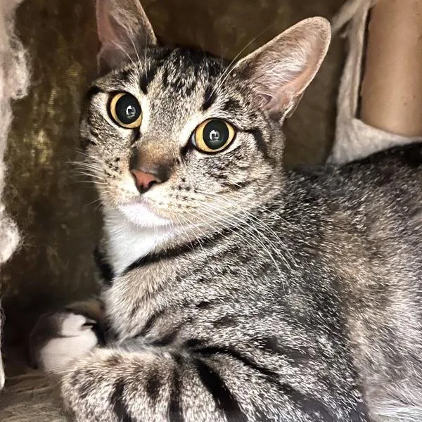 An adult medium-sized female Domestic Short Hair cat named Cloche for adoption in Walnut Creek, CA